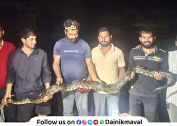 10 foot python found in Boraj village Maval Wildlife conservationists release python into natural habitat