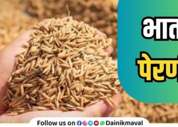 Rice sowing paddy sowing