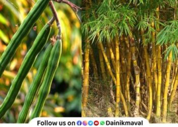 Talegaon Municipal Council appeals to citizens to plant indigenous trees such as bamboo shevga etc