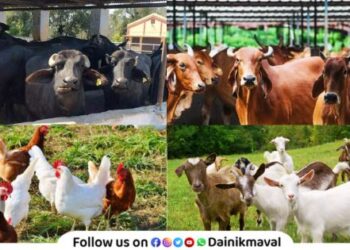 Animal husbandry business to be given agricultural business status