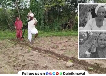 Video of elderly farmer grandparents working in the fields in Latur district
