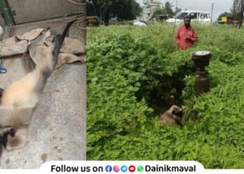 Wildlife conservationist Maval organization saves injured monkey from Jambhul Phata Maval