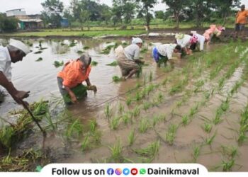 Rice cultivation in Maval taluka using New method Farmers try to increase production