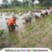Rice cultivation in Maval taluka using New method Farmers try to increase production