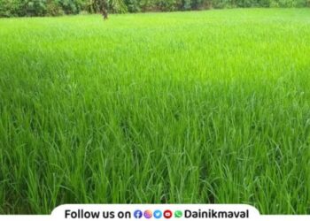 Due to good rain and favorable weather rice crops Paddy Crop in Maval in good condition