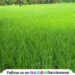 Due to good rain and favorable weather rice crops Paddy Crop in Maval in good condition
