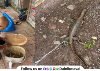 Bengal monitor injured in dog attack was saved by prompt action of animal lovers