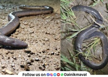 rare amphibian named Bombay caecilian was found in Takve village of Maval taluka