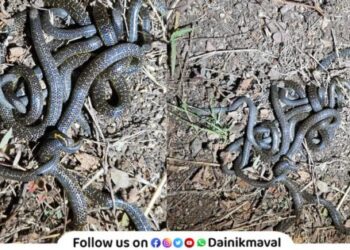 As many as 13 Phipson's Shieldtail snakes were found in a polyhouse in Vadgaon Maval