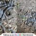As many as 13 Phipson's Shieldtail snakes were found in a polyhouse in Vadgaon Maval