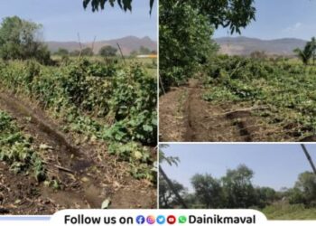 Farmers in Shivne area of ​​Maval suffer crop losses due to unseasonal rains