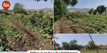 Farmers in Shivne area of ​​Maval suffer crop losses due to unseasonal rains