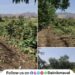Farmers in Shivne area of ​​Maval suffer crop losses due to unseasonal rains