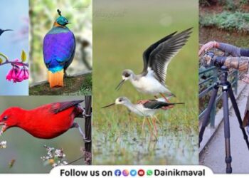 internationally renowned wildlife photographer Abhay Kewat from Maval Completed 1006 birds photograph