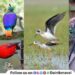 internationally renowned wildlife photographer Abhay Kewat from Maval Completed 1006 birds photograph