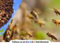 Elderly woman seriously injured in bee attack in Talegaon Dabhade