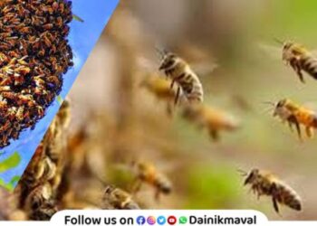 Elderly woman seriously injured in bee attack in Talegaon Dabhade
