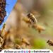 Elderly woman seriously injured in bee attack in Talegaon Dabhade
