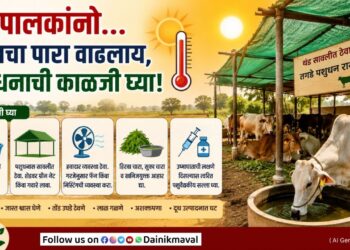 Livestock farmers take care of your livestock measures if symptoms of heatstroke in livestock