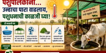 Livestock farmers take care of your livestock measures if symptoms of heatstroke in livestock