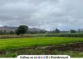 Rain begins in the Pavana Dam area paddy seedlings get new lease of life bringing relief to farmers