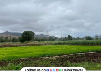Rain begins in the Pavana Dam area paddy seedlings get new lease of life bringing relief to farmers