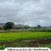 Rain begins in the Pavana Dam area paddy seedlings get new lease of life bringing relief to farmers
