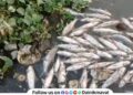 Thousands of fish die in Indrayani River at Dehu serious concerns ahead of Ashadhi Wari