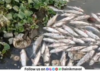 Thousands of fish die in Indrayani River at Dehu serious concerns ahead of Ashadhi Wari