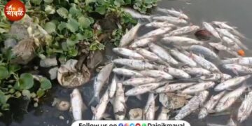 Thousands of fish die in Indrayani River at Dehu serious concerns ahead of Ashadhi Wari