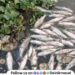 Thousands of fish die in Indrayani River at Dehu serious concerns ahead of Ashadhi Wari