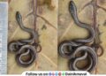 non-venomous Gajara snake Indian Smooth Snake considered extremely rare found at Kanhe Maval