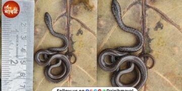 non-venomous Gajara snake Indian Smooth Snake considered extremely rare found at Kanhe Maval