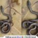non-venomous Gajara snake Indian Smooth Snake considered extremely rare found at Kanhe Maval