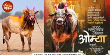 Maval beloved Omya passes away Bharat Kesari Omya the bull dies