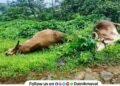 Power line turns into death trap in Morve village Two oxen killed instantly farmer narrowly escapes