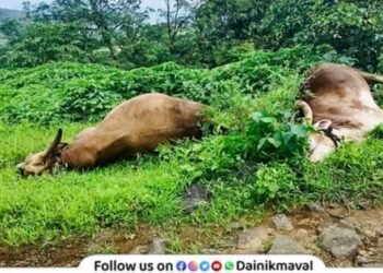 Power line turns into death trap in Morve village Two oxen killed instantly farmer narrowly escapes