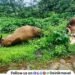 Power line turns into death trap in Morve village Two oxen killed instantly farmer narrowly escapes