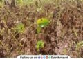 Rain plays truant heat rises Kharif crops in Maval taluka at risk farmers face double crisis