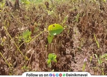 Rain plays truant heat rises Kharif crops in Maval taluka at risk farmers face double crisis