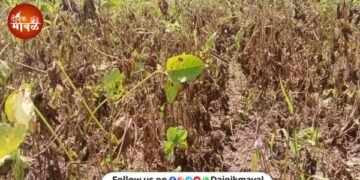 Rain plays truant heat rises Kharif crops in Maval taluka at risk farmers face double crisis