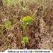 Rain plays truant heat rises Kharif crops in Maval taluka at risk farmers face double crisis